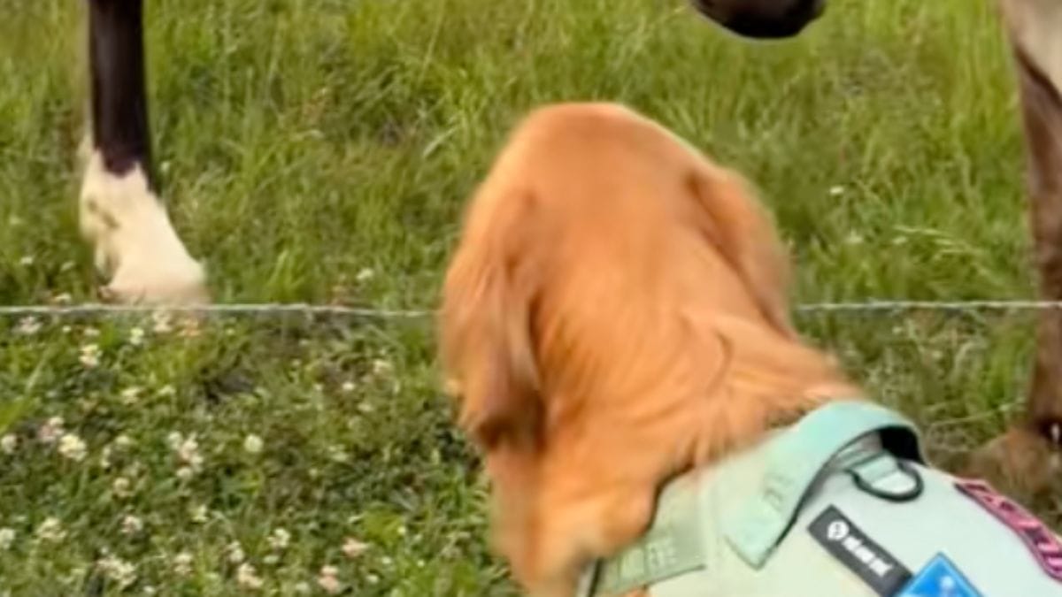 Il rituale mattutino di questo Golden Retriever davanti a una fattoria commuove migliaia di persone