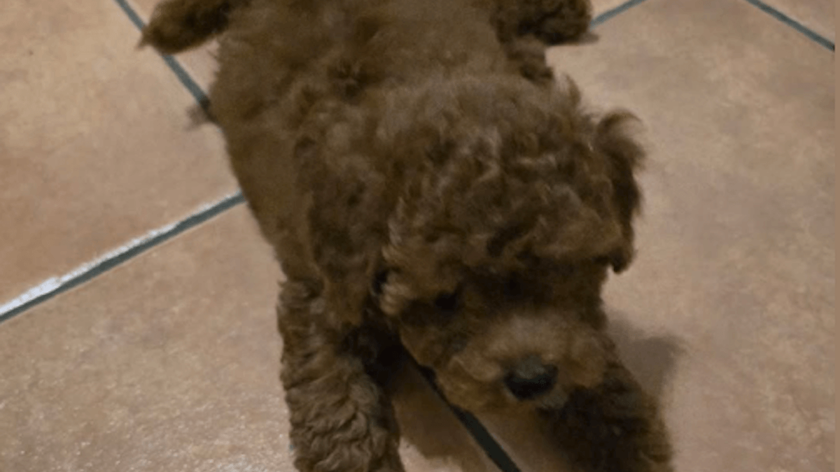 Milo scompare nel nulla durante un furto: ecco cosa è successo dopo