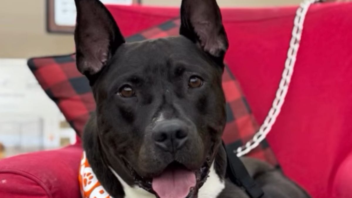Video. Una coppia rinuncia all'adozione di un cane: la reazione del cucciolo spezza il cuore