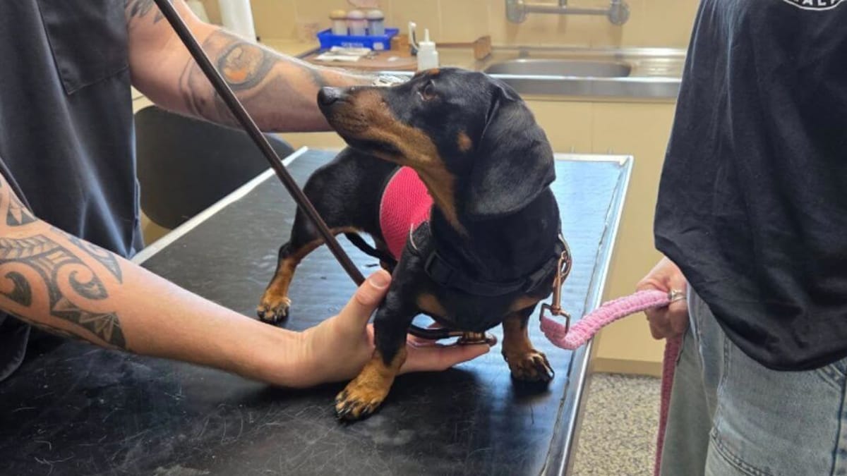 Cane Bassotto torna a casa misteriosamente più grasso e lucido dopo 500 giorni di scomparsa