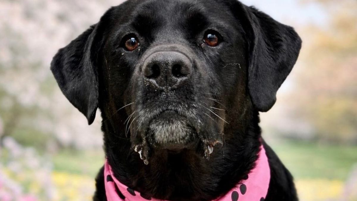 Questa cagnolina senior torna due volte al rifugio per un motivo assurdo
