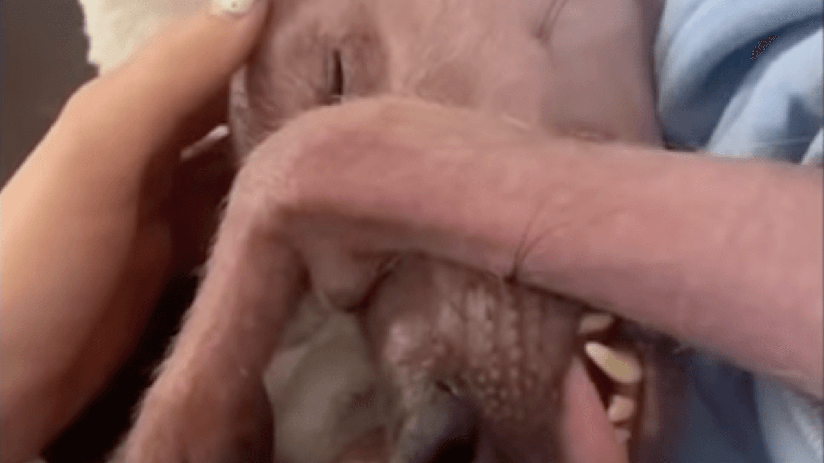 Video. La particolarità di Nina è talmente sbalorditiva che la stanno studiando!