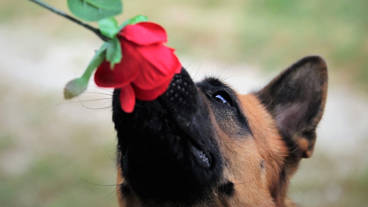 Vuoi rendere felice il tuo cane? Ecco 6 giochi di fiuto che ne migliorano l’umore secondo la scienza