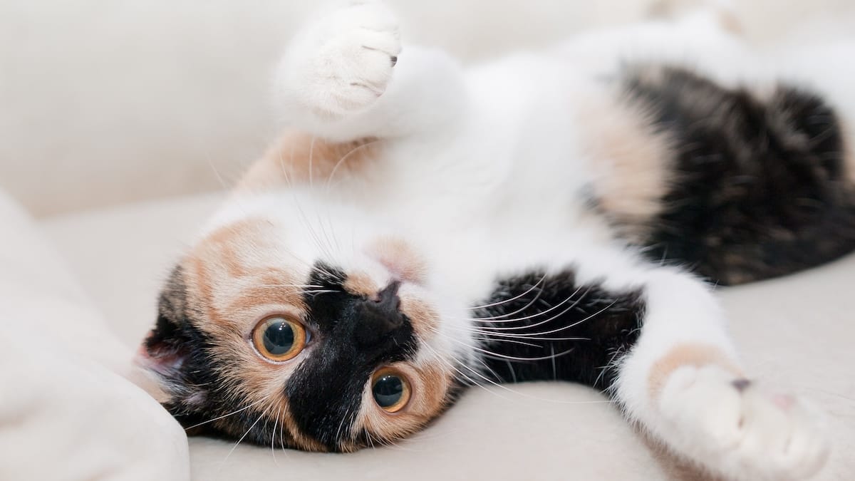 Declawing o onicectomia nel gatto: cos’è, perché è controversa e quali sono le alternative