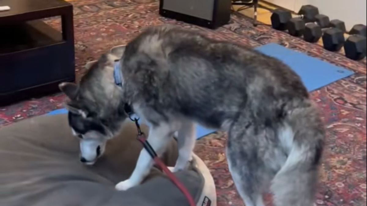 Video. I soccorritori danno una cuccia a un cane salvato dall'eutanasia: la sua reazione commuove gli utenti