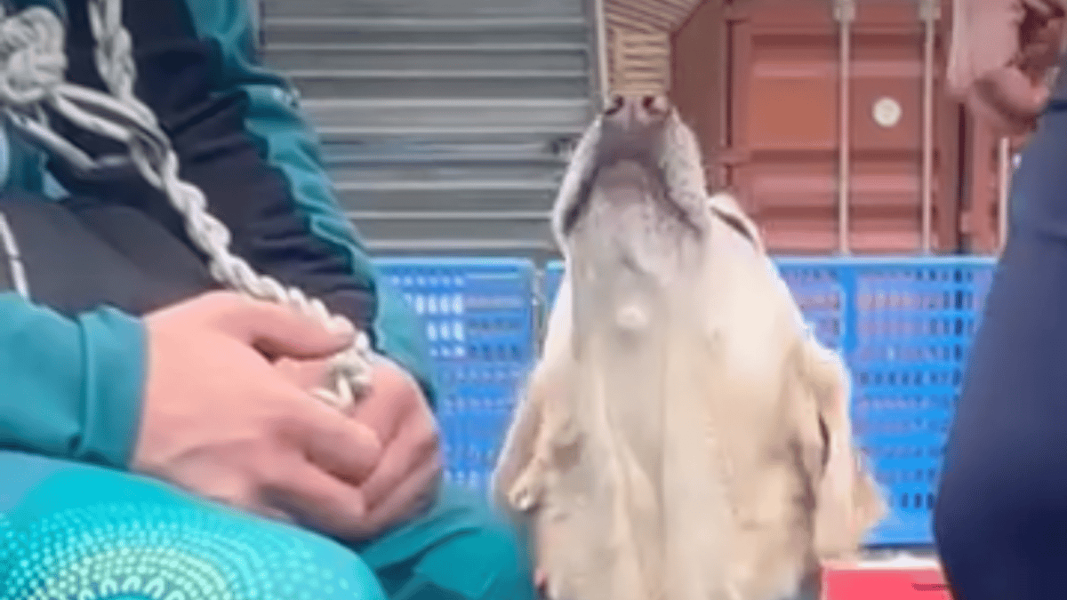 Paralimpiadi Milano-Cortina 2026: i cani eroi che hanno sostenuto i campioni