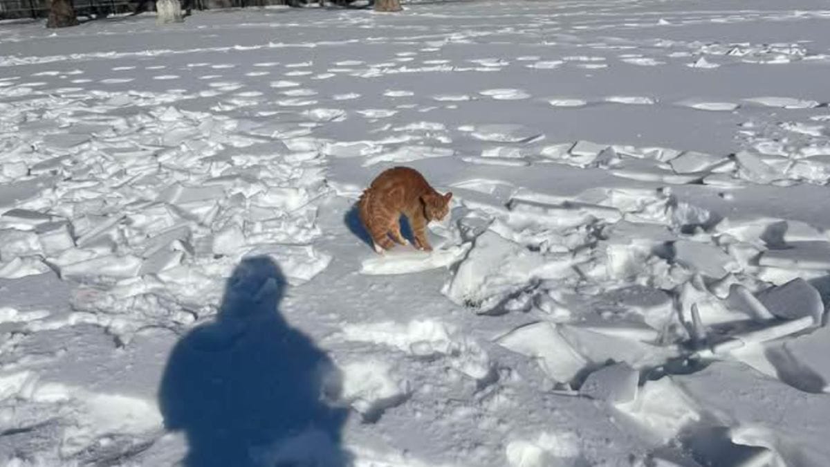 Vede un gatto rosso immobile nel gelo: ciò che scopre guardando le zampe gli gela il sangue