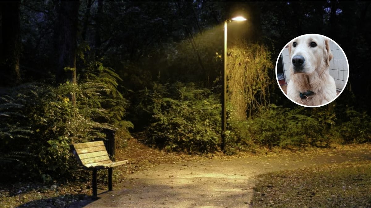 Notano un cane dallo strano comportamento: dopo qualche giorno, scoprono la ragione