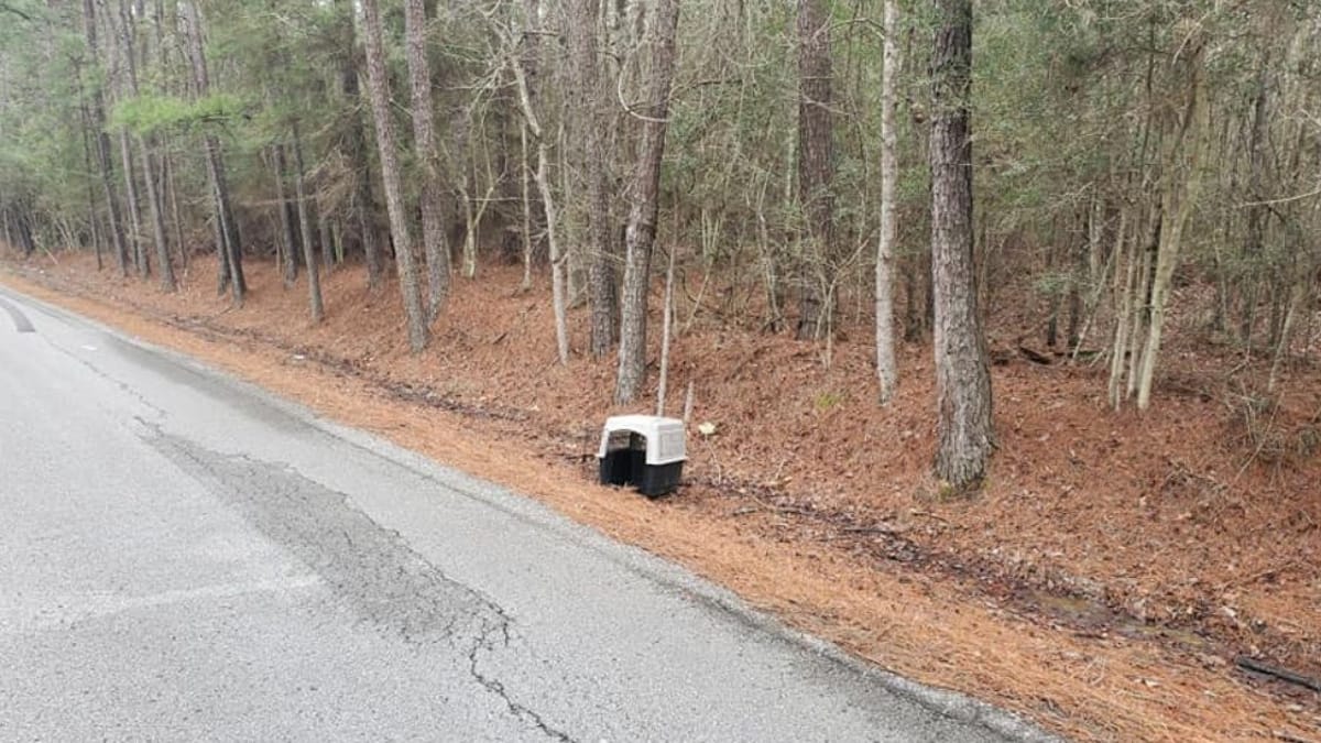 Abbandona il suo Pastore tedesco sul ciglio della strada: il motivo è agghiacciante