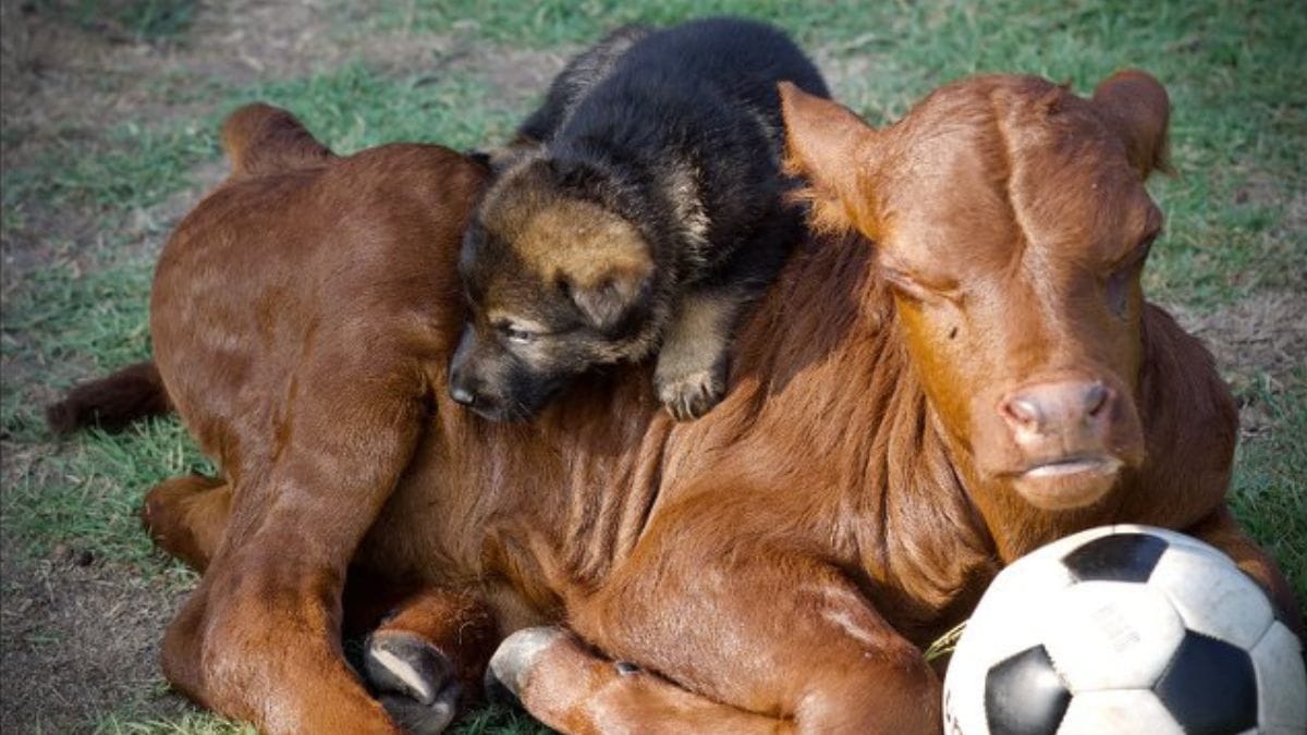 Pastore tedesco partorisce 11 cuccioli e adotta un altro "piccolo" di quasi 600 chili!