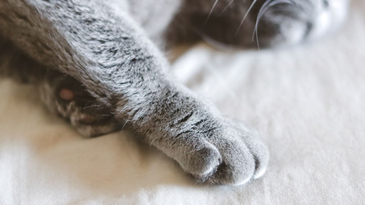 Scomparso nel nulla per mesi, Gribouille il gatto torna finalmente a casa