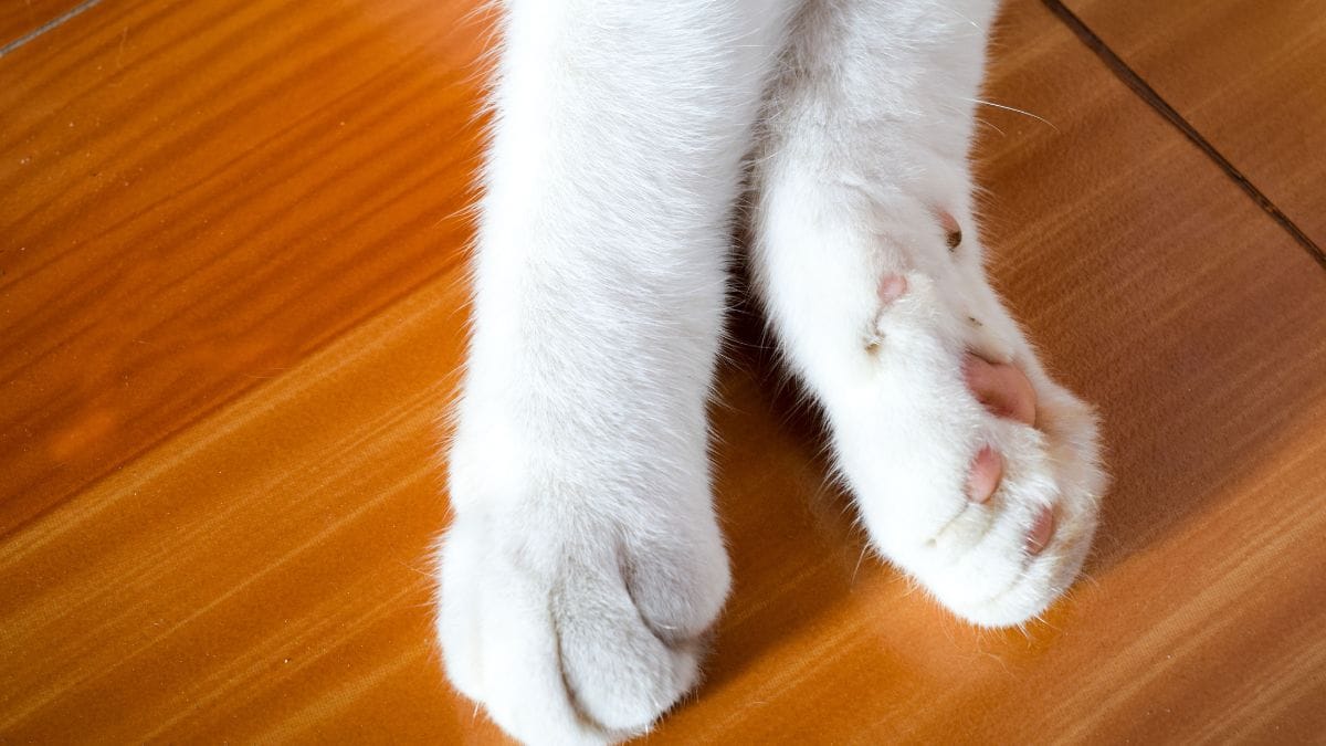 Il sole le provoca un tumore alla pelle: i veterinari sono costretti ad amputarle entrambe le orecchie