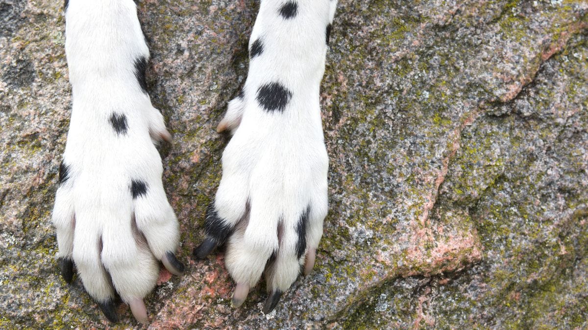 Dalmata trovata con corde al collo: i soccorritori temono il peggio