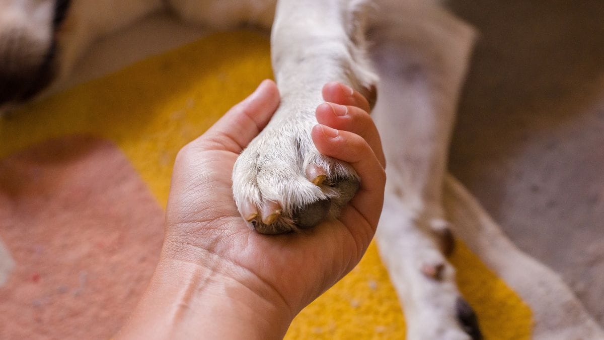 Cane adottato sui social viene gettato dalla finestra dai nuovi proprietari