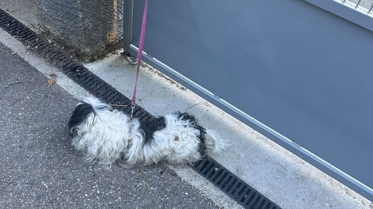 Un groviglio di pelo giace davanti alla porta del rifugio: dopo averlo esaminato, si rivela la triste verità