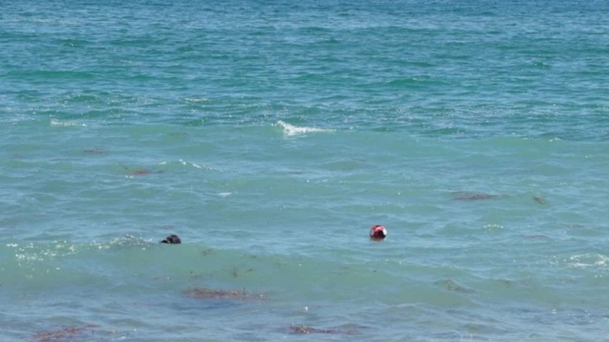 Una spiaggia per cani diventata teatro dell'orrore: annegamento mortale in Spagna