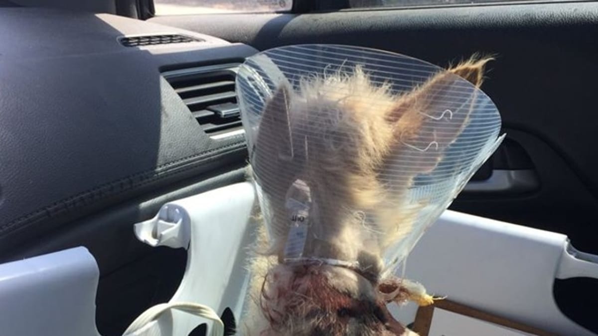 Trovano un cane randagio per strada: il veterinario scansiona il chip e resta senza parole!