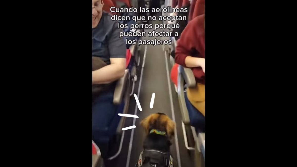 Video. Un cane sale in aereo. La reazione dei passeggeri è da non credere