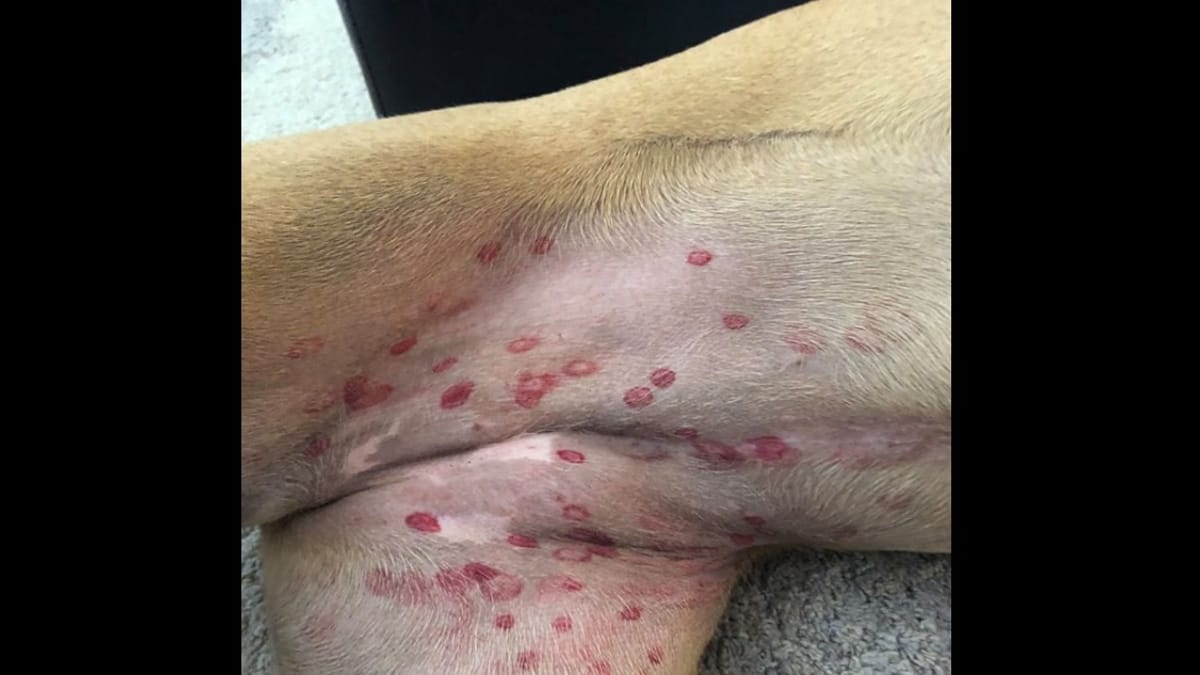 Cosa sono quelle macchie rosse sulla pancia del cane? La scoperta veterinaria che nessuno si aspettava!