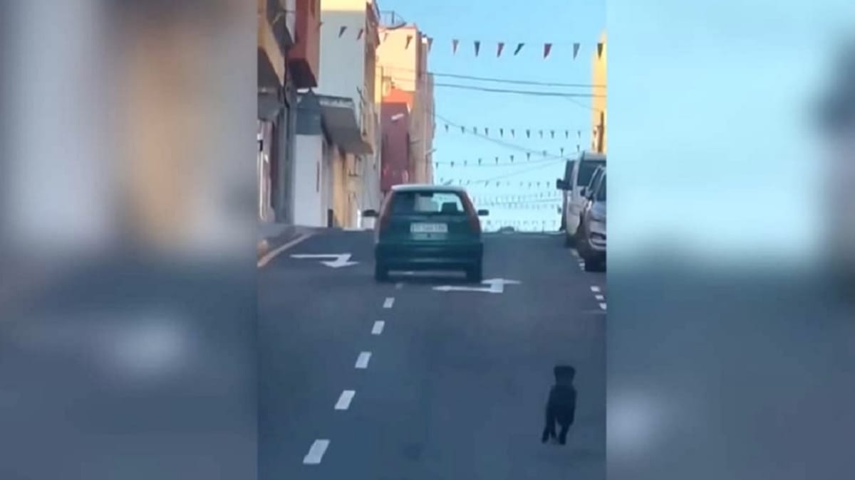 Un uomo lancia il cane dal finestrino dell'auto e se ne va: il video sta facendo il giro del web