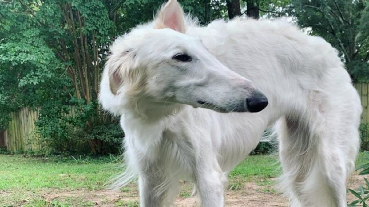 Questo Levriero russo conquista Instagram grazie a un dettaglio particolare: riesci a scoprirlo?