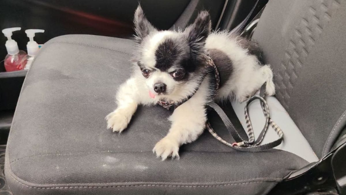 Given up after 11 years of family life, this confused dog breaks ...