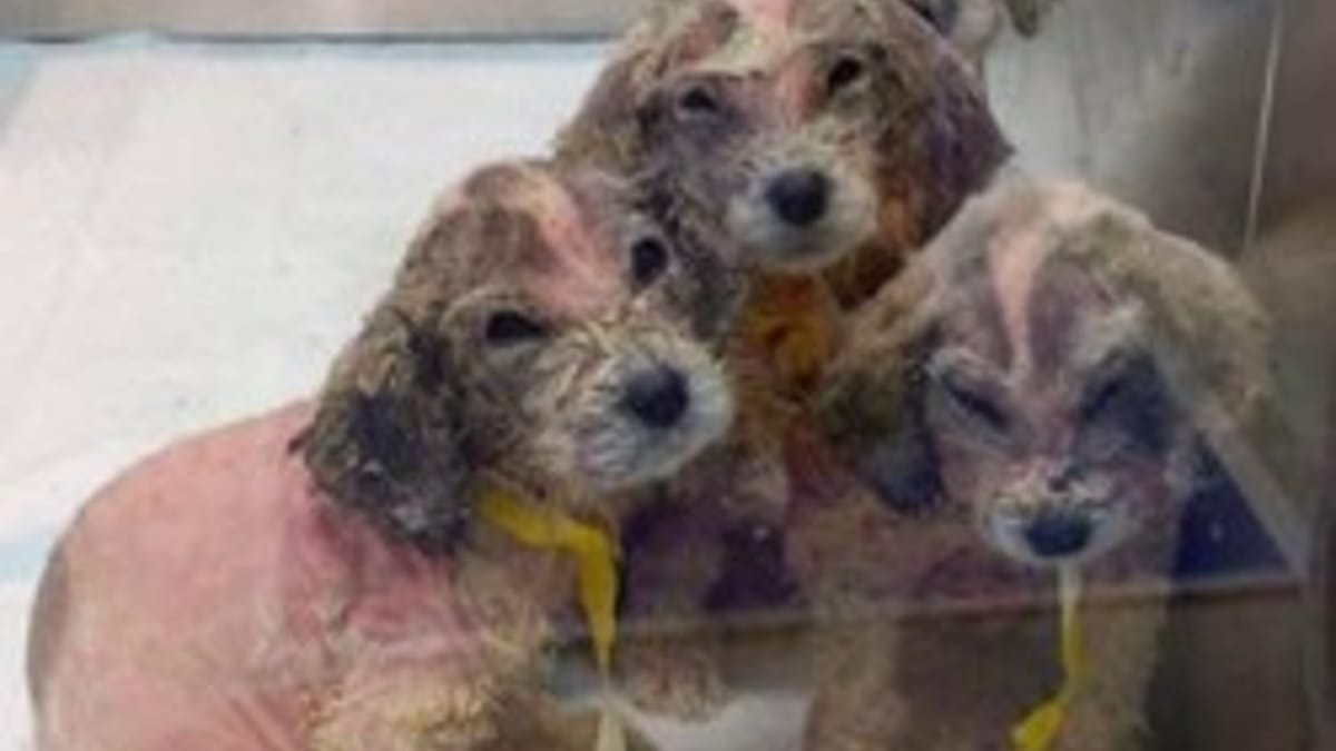 Il rifugio accoglie 6 cagnolini minuscoli, ma le famiglie affidatarie si accorgono presto che c'è un problema