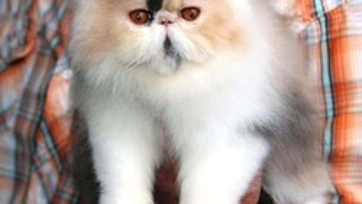 Le Persan Le Chat Prefere Des Francais Photos