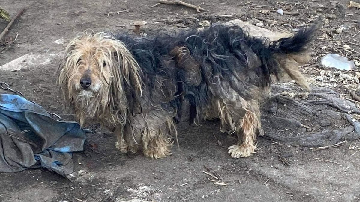 Così viveva questo cane estremamente trascurato. Non crederai a come appare oggi
