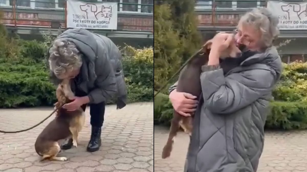 Video. Dopo un anno in canile, il cane ritrova la sua famiglia: il loro incontro è commovente