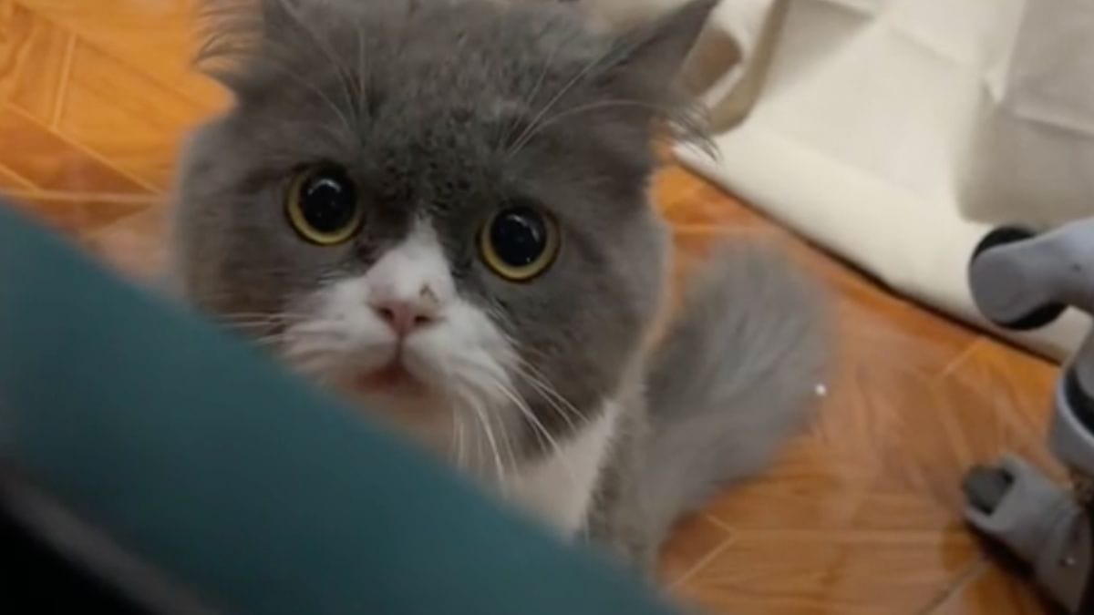 Questo gatto non ha mai miagolato in vita sua: scoppiano a ridere quando capiscono il perché