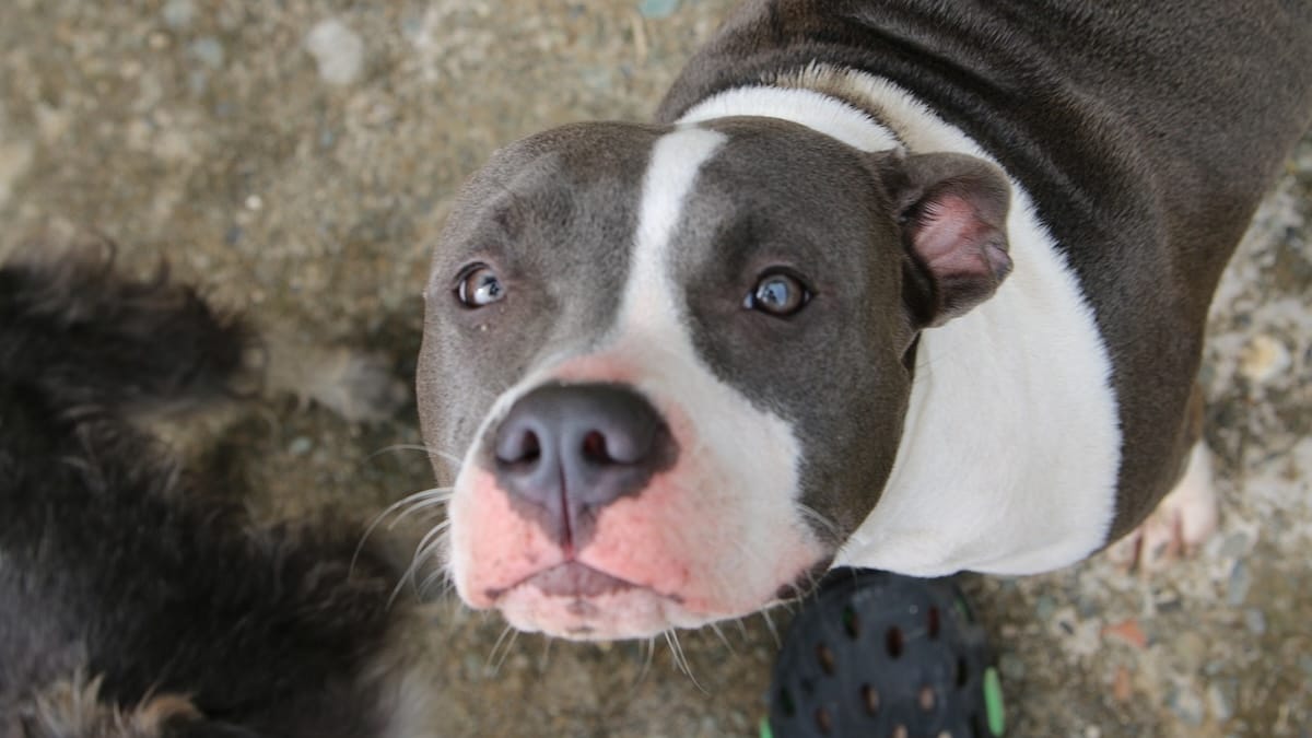 Pitbull in Italia: dove stiamo sbagliando e come si può rimediare