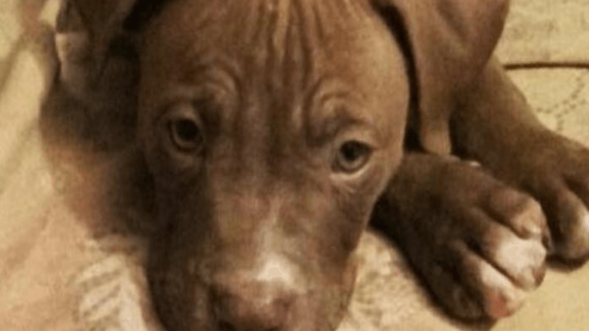 Arezzo. Condannato per crudeltà: due cani chiusi tra escrementi, ora finalmente liberi