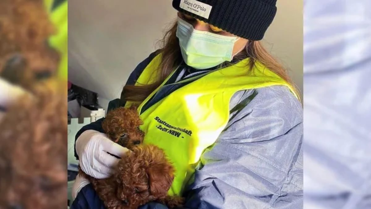 75 cuccioli salvati: ciò che gli investigatori scoprono spezza il cuore a tutti