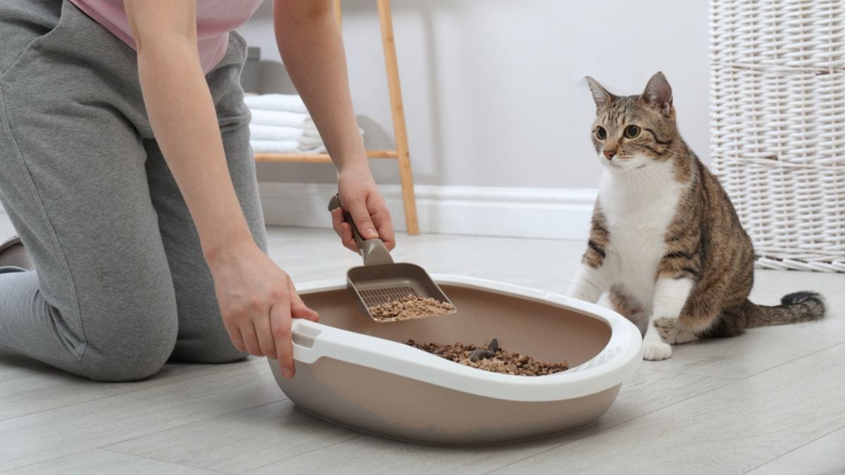 Il segreto nel giardino: il dispositivo che trasforma i bisogni di cani e gatti in oro verde!