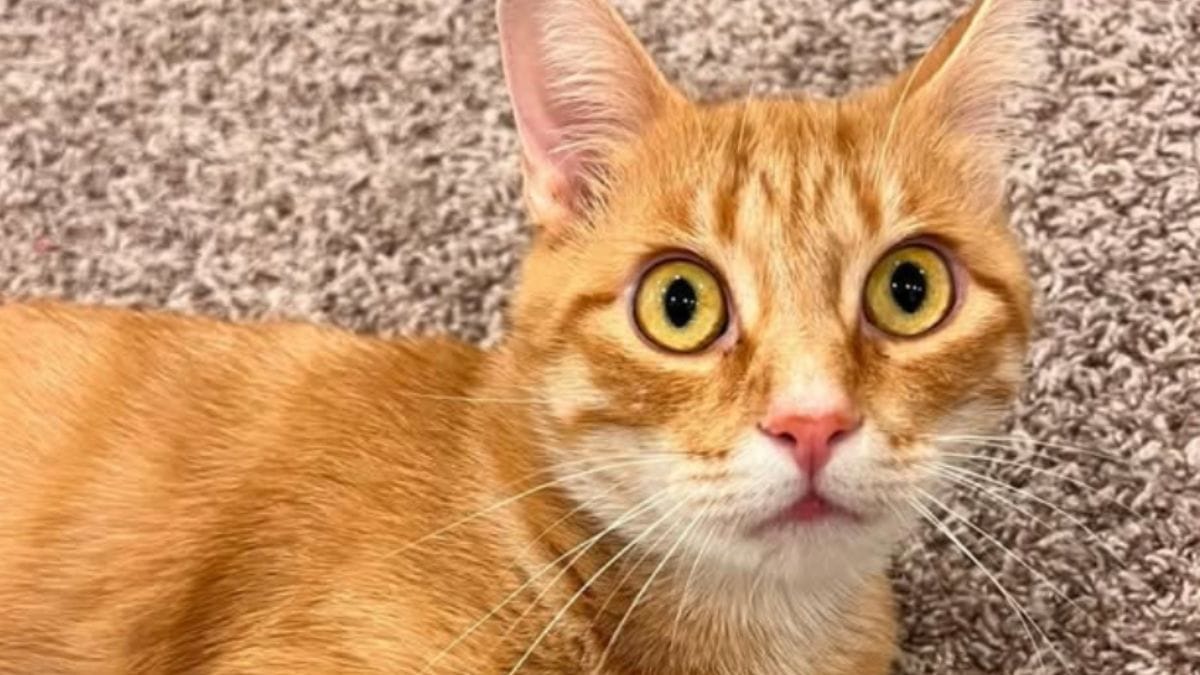 Dopo aver cresciuto da sola 7 gattini, questa gatta randagia riceve finalmente il regalo più bello
