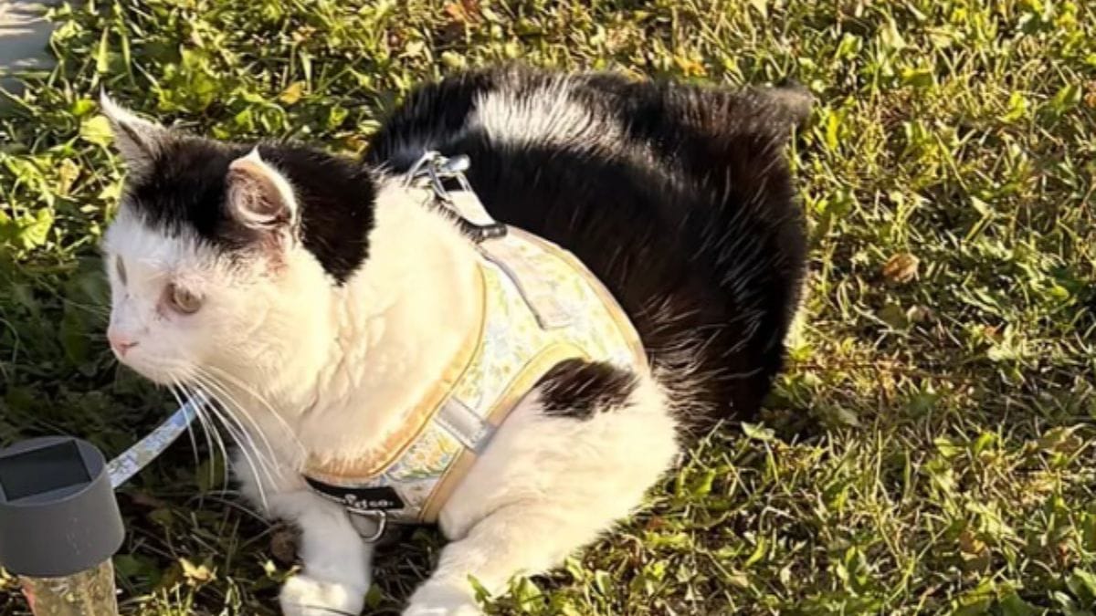 Questa gatta di 11 anni ha sconfitto il cancro: i vicini le creano un regalo speciale in giardino