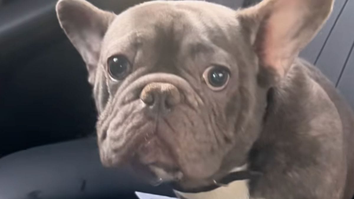 Va al supermercato a fare la spesa e torna a casa con un cane "gratis"