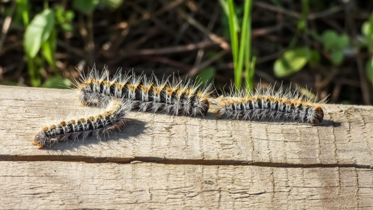 Che cos'è la processionaria e perché è pericolosa?