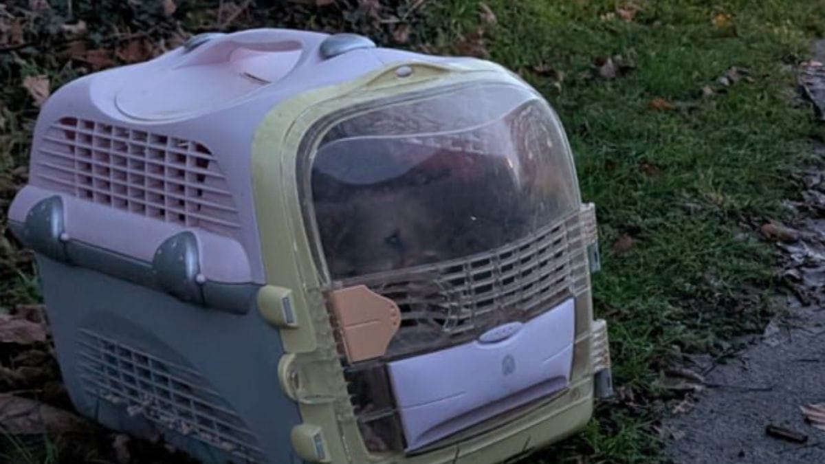 Quattro cuccioli abbandonati davanti al cancello del rifugio: i cagnolini ricordano stranamente qualcuno