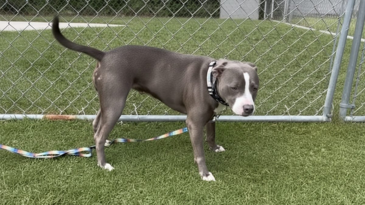 Una famiglia trova una cagnolina abbandonata in giardino: il biglietto scritto a mano lascia senza parole