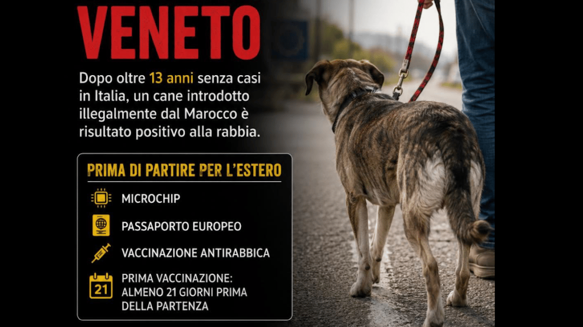 Rabbia a Vittorio Veneto: dopo il caso del cane positivo scatta la vaccinazione obbligatoria