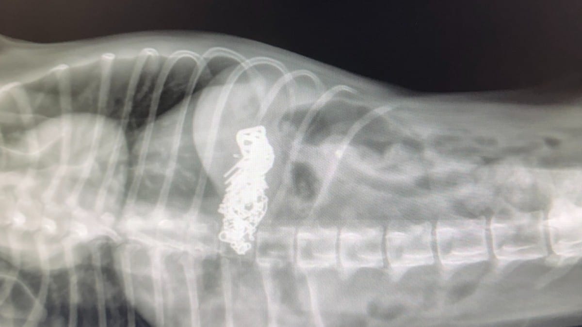 La radiografia di una frattura rivela l'impensabile: questo cane nascondeva un tesoro di grande valore nello stomaco