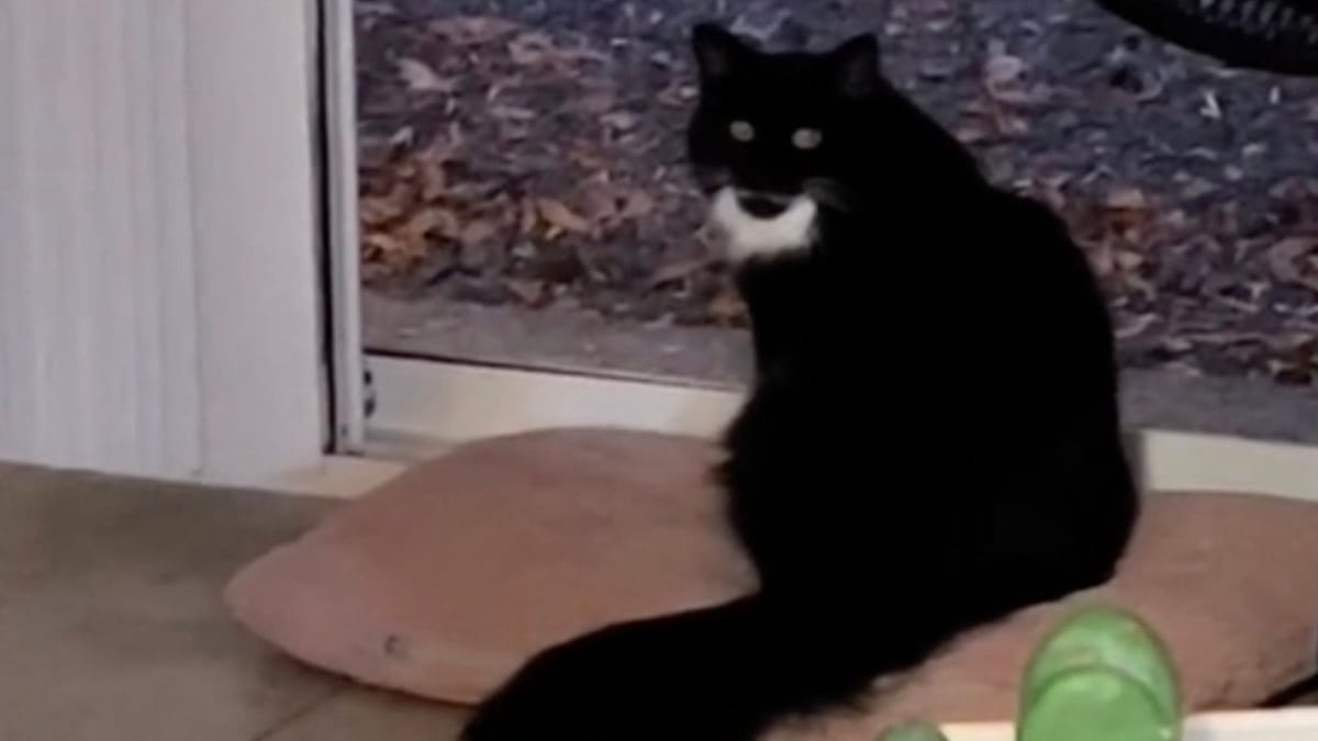 Video. Un gatto ogni sera condivide il suo cibo con un amico: il loro rituale intenerisce gli internauti