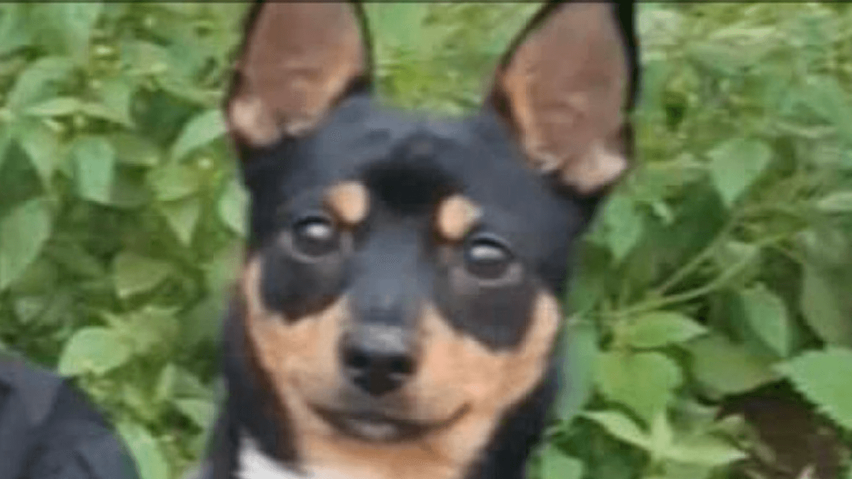 Napoli, incendio ai Quartieri Spagnoli: il cane Rocky salva la sua famiglia nel cuore della notte