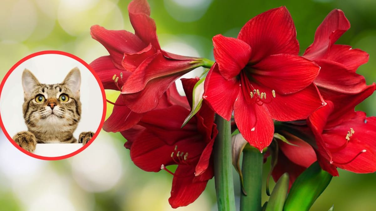 Sind Amaryllis giftig fr die Katze?