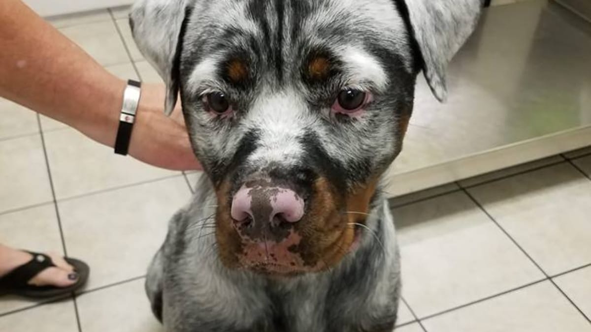 Video. Rottweiler diventa bianco all'improvviso: la diagnosi del veterinario è un duro colpo