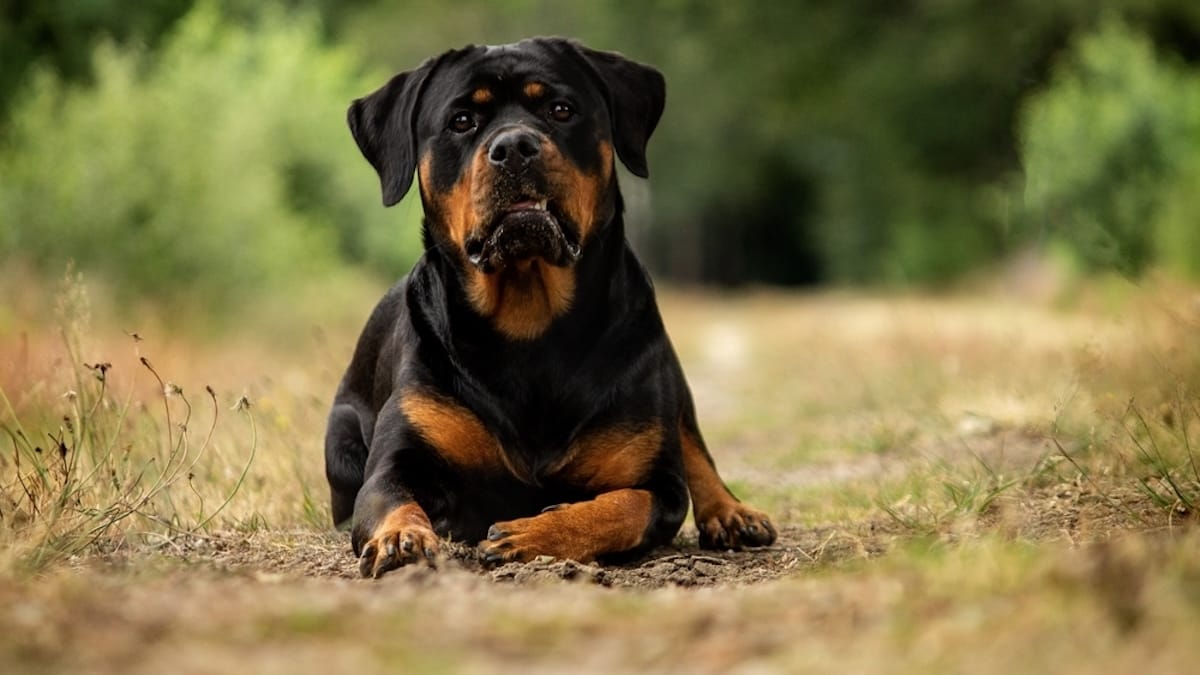 Video. Lombardia, arriva il patentino obbligatorio per 27 razze di cani: ecco cosa cambia