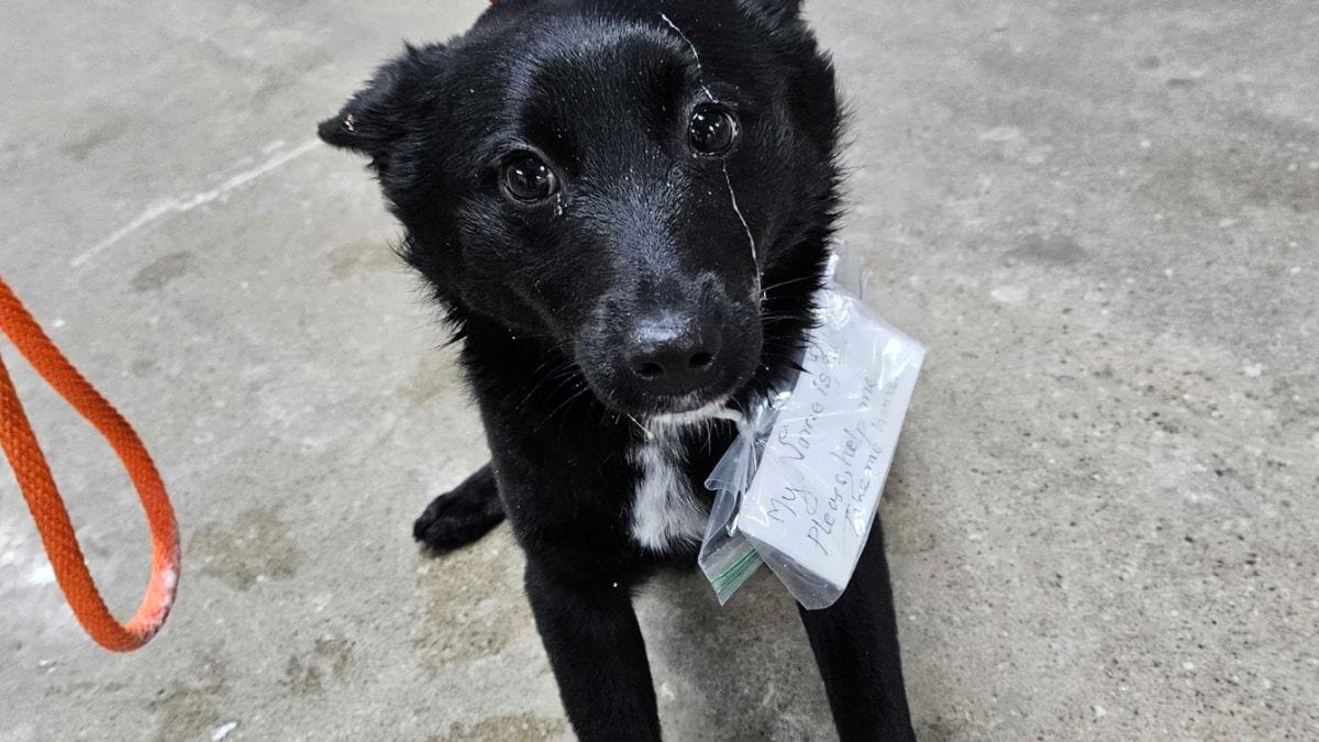 Un cane abbandonato porta un messaggio al collare che spezza il cuore dei soccorritori