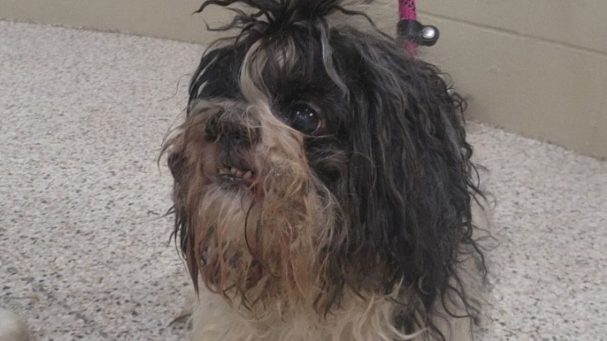 Una famiglia perde il cane durante una passeggiata: 9 anni dopo, una foto cambia tutto